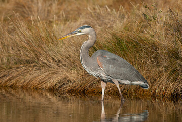 Fototapeta premium Great blue heron wading in natural wetland habitat