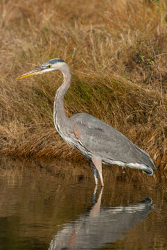 Great blue heron wading in tranquil wetland habitat