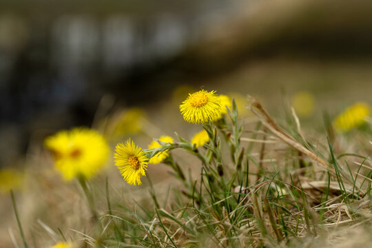 Macro photo of a coltsfoot flower (Tussilago farfara) showing fine details of its bright yellow petals and central structure. The image highlights the plant as a traditional medicinal herb 