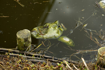 Dead fish floating in dirty water during spring. The scene highlights polluted conditions with visible mud, waste, and environmental contamination, emphasizing the impact of pollution on water © Point of view