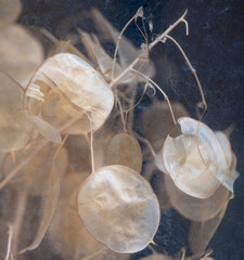 Translucent lunaria seed pods seen through old glass window, soft natural texture with vintage atmosphere