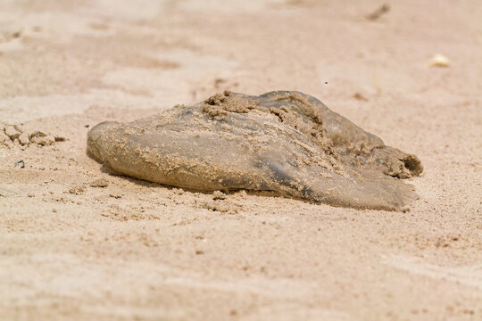 Qualle am Strand