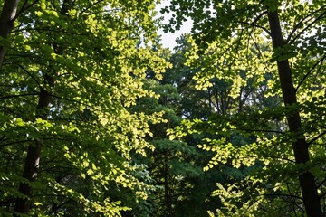 Fototapeta premium Sunlight shining through the canopy of leaves in the forest during the daytime