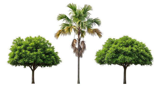 Three trees with green leaves on transparent background for landscape design transparent background