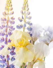 Obraz premium Elegant still life of pastel iris flowers with lupines, captured in soft light with dew drops, showcasing delicate textures, spring bloom beauty, and refined floral composition for luxury decor design