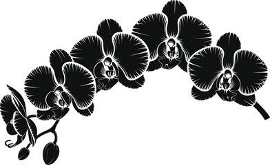 Graceful orchid flower branch silhouette in black monochrome style for floral card designs. © The king of vectors