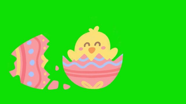 Cute yellow baby chick hatching from a decorative pink easter egg on green screen background. 