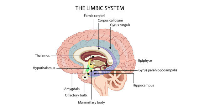 The limbic system
Diagram of the limbic system showing key structures involved in emotion, memory, and behavior.