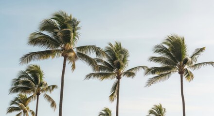 Fototapeta premium Natural Beauty Of Tall Palm Trees