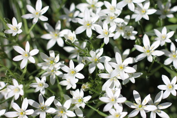 Fototapeta premium Ornithogalum umbellatum blooms in the garden in spring