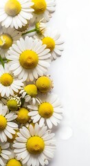 Obraz premium Delicate white chamomile flowers with yellow centers arranged on a clean white background, perfect for natural wellness and beauty themes