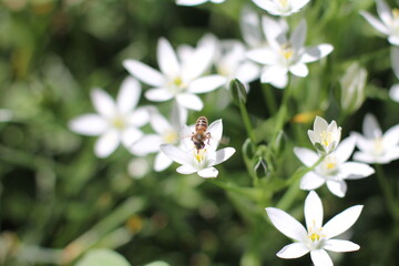 Fototapeta premium A bee lands on a flowering Ornithogalum umbellatum in a garden in spring.