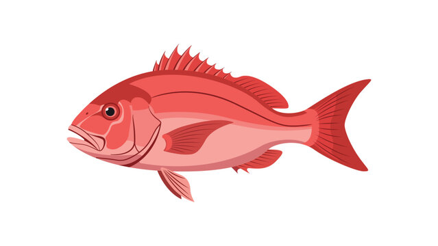Minimalist Flat Illustration Red Snapper Marine Animal Aquatic Creature Graphic