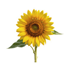 Obraz premium Vibrant sunflower presents its golden petals and intricate center against a white backdrop