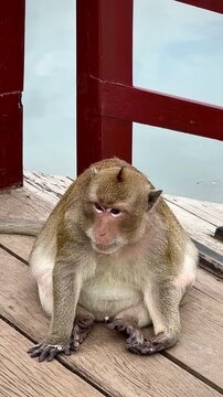 Confused Monkey Sitting on Walkway Over River (Siem Reap, Cambodia)