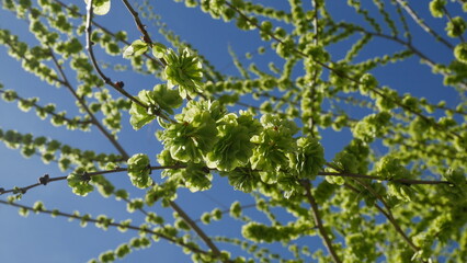 Fototapeta premium Low-angle spring view: translucent green elm blossoms and catkins arch across a vivid blue sky. Diagonal lines, soft backlight, and crisp foreground detail create a peaceful, hopeful, minimalist scene