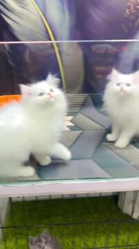 Cute Fluffy White Kittens Standing and Looking Up Curiously.