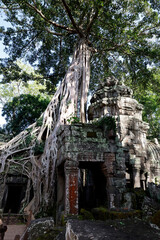 Fototapeta premium Tree roots growing among the ruins at the Ta Prohm temple. Siem Reap. Cambodia.