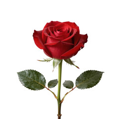 Fototapeta premium Vibrant red rose stands elegantly against a pristine white background