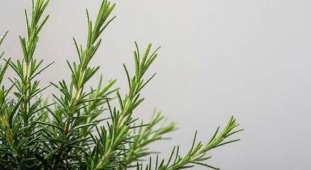 Fototapeta premium Close up of fresh green rosemary herb plant branches with needle like leaves against a soft neutral gray background