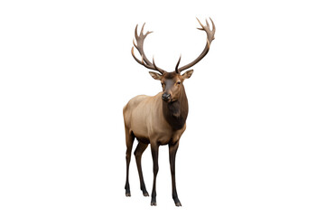 Fototapeta premium North american bull elk standing, transparent background