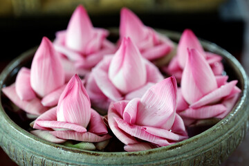Naklejka premium Sacred lotus flowers, symbols of purity and enlightenment, drift gently on water inside a Theravada Buddhist temple. Siem Reap. Cambodia.