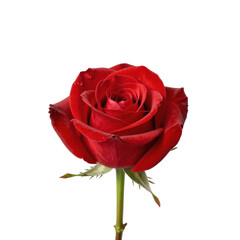 Fototapeta premium Elegant red rose with water droplets on the petals isolated on white background
