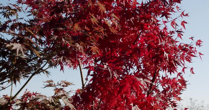 Red maple leaves against a blue sky gently sway in a light breeze. Vibrant color of fall foliage. Japanese Maple tree blowing in the wind. Autumn nature background. Beautiful autumn day