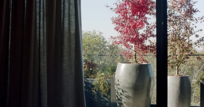 A view from a window with beige curtains to a balcony with two potted Japanese maple trees, one with red leaves. The balcony has a metal railing and other plants visible beyond the Japanese maples.