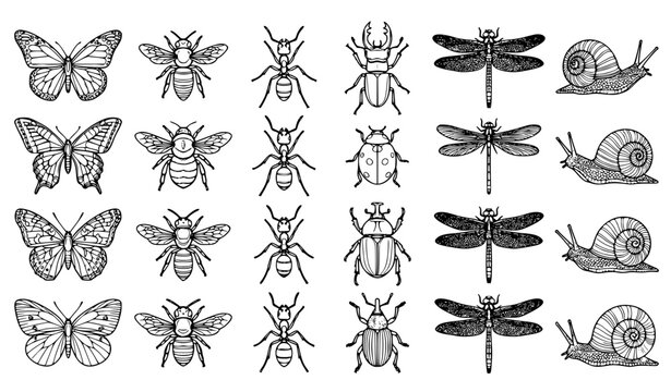 Insect and bug outline vector set butterflies bees ants beetles dragonflies and snails line art collection