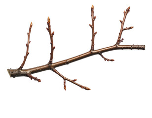 Fototapeta premium Bare branch with swelling buds, isolated on white