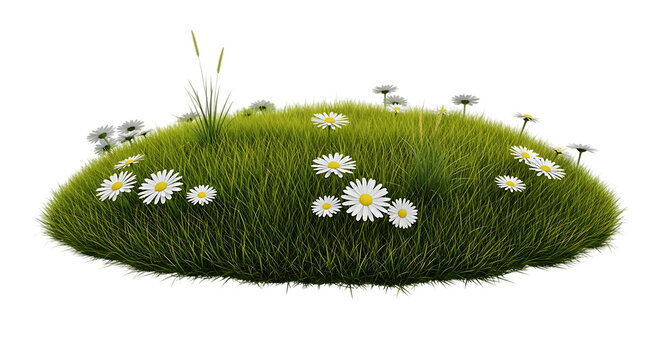 Small green grassy mound with white daisy flowers and blades of grass poking out isolated on a transparent background