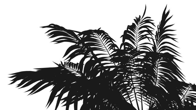 shadows of palm leaves on a transparent background