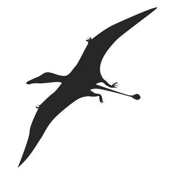Pterosaur silhouette 2