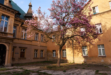 Magnolia kwiat zwiastujący wiosne piękne,na tle zaniedbanego zameczku © Arek mały