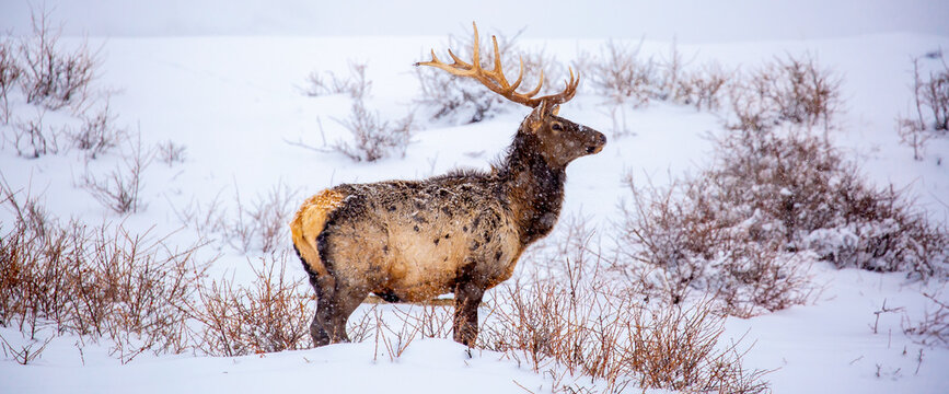 A deer in the mountains in winter with falling snow. Close-up of red deer against a snowy backdrop. Winter Christmas landscape with wild animals.
