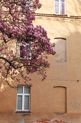 piekna kwitnąca magnolia na tle starego budynku,widok z okna © Arek mały