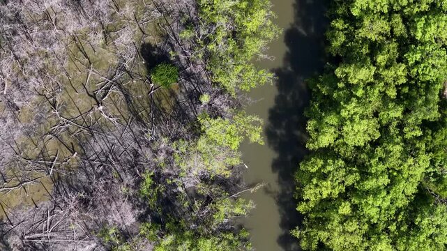 Aerial Wetland River Channel Showing Live And Dead Trees
