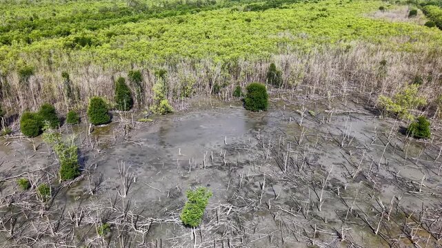 Aerial Wetland Mudflat with Dead Mangrove Trees and Forest Edge