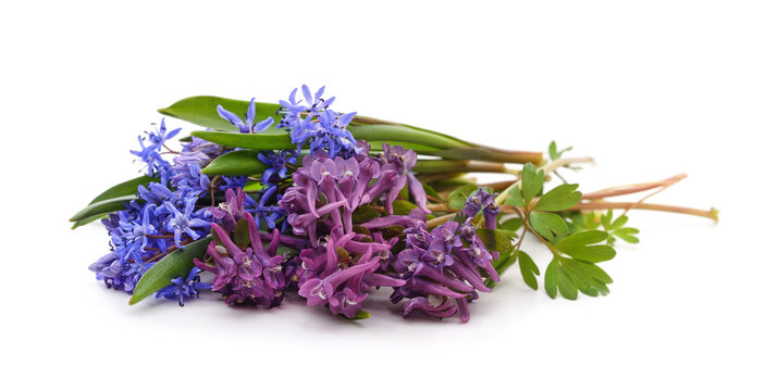 Spring bouquet of blue scilla and purple corydalis flowers.