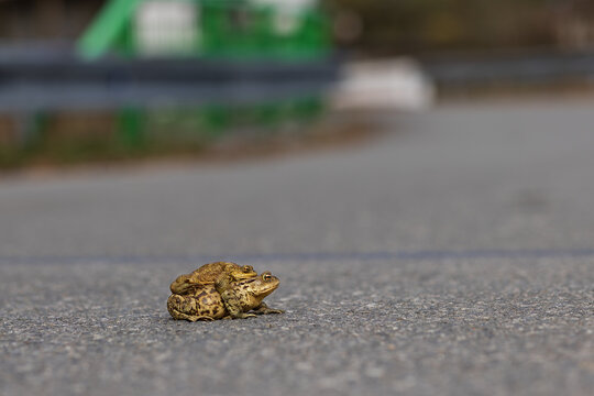 Common toads (Bufo bufo) in mating position crossing asphalt road, wildlife behavior in human environment, concept of migration, danger and survival.