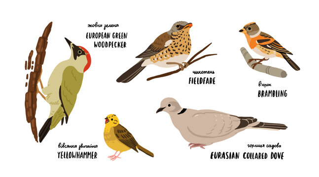 European forest birds set with European green woodpecker, fieldfare, brambling, yellowhammer and Eurasian collared dove. Flat vector bird watching illustration set