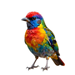 Obraz premium Colorful bird perched on a branch against a black background looking ahead