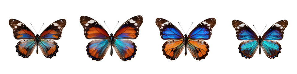 Fototapeta premium Four butterflies with varying color combinations stand side by side on a black background