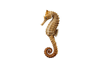 Fototapeta premium Seahorse creature marine life on transparent background