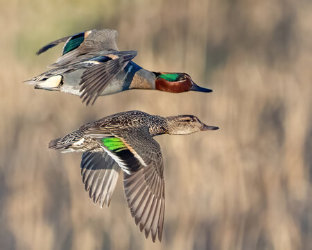 Green Wing Teal Duck on the lake