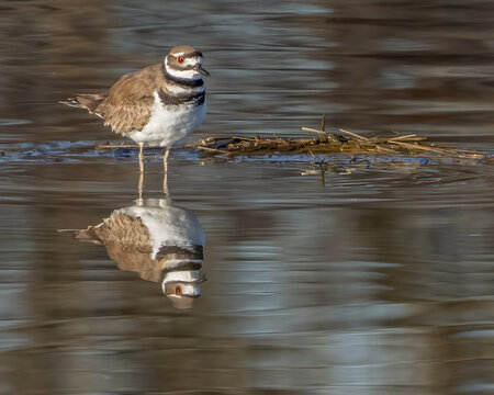 Killdeer in water in the fields