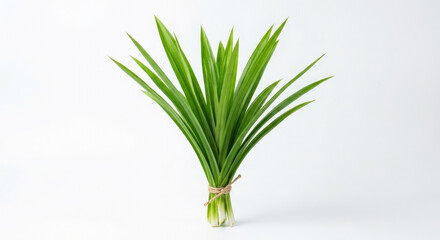 Fototapeta premium Pandanus Plant bundle: A fresh bundle of Pandanus leaves tied, presenting a vibrant display of nature's simplicity. Perfect for culinary and decorative use.