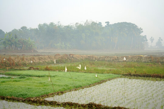 White heron taking flight over lush green rice paddies in a misty rural landscape