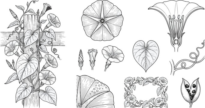 Detailed black and white botanical illustration of morning glory, showcasing its climbing vine, blooming flowers, leaves, and structural elements on white.
